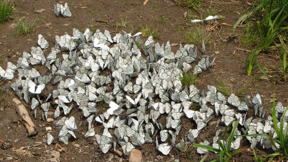 В Челябинской области полчища бабочек заполонили территорию Таганая