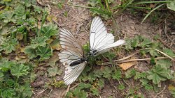 В Челябинской области полчища бабочек заполонили территорию Таганая