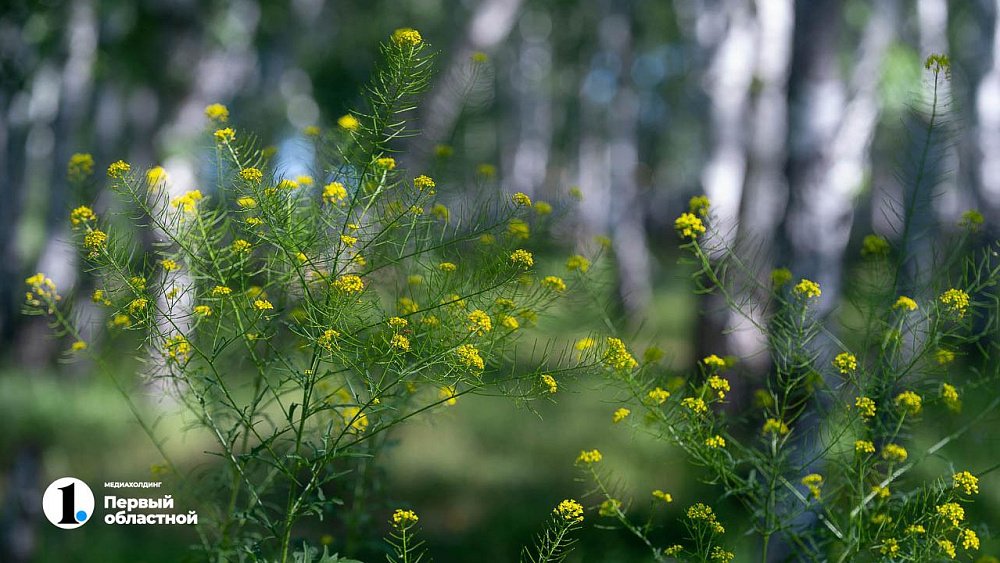 В Челябинской области планируют создать межгосударственный природный заказник