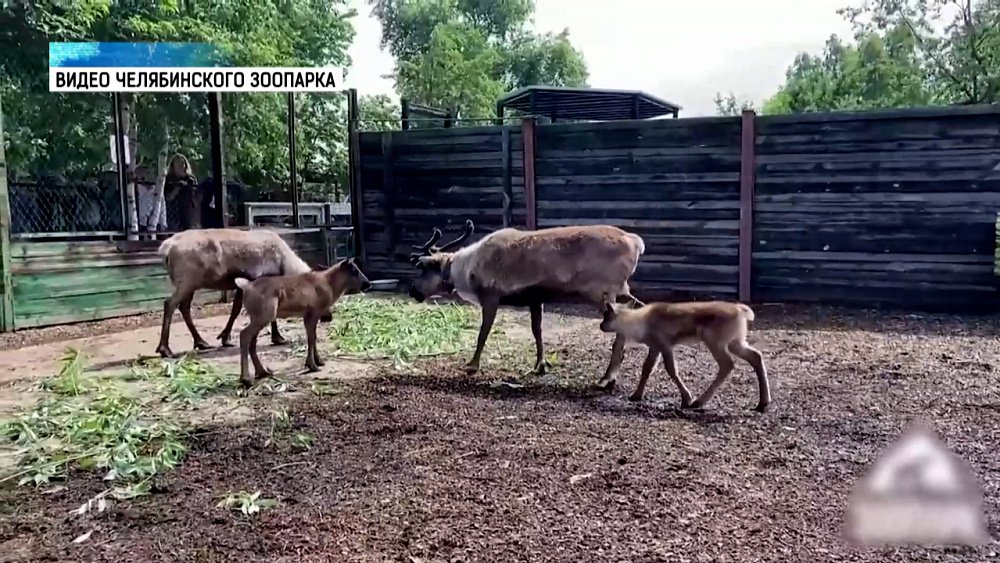 Северные олени воссоединились в одном вольере челябинского зоопарка