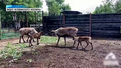 Северные олени воссоединились в одном вольере челябинского зоопарка
