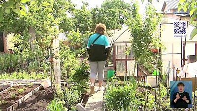 В челябинском СНТ «Металлург» собаки разодрали кота