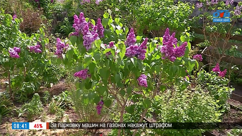 Сирень — истинно русское растение в рубрике «Руки садовода»