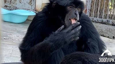 Гиббонам из челябинского зоопарка подарили поп-ит