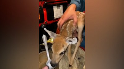 Огнеборцы спасли детеныша косули при пожаре в Троицком районе