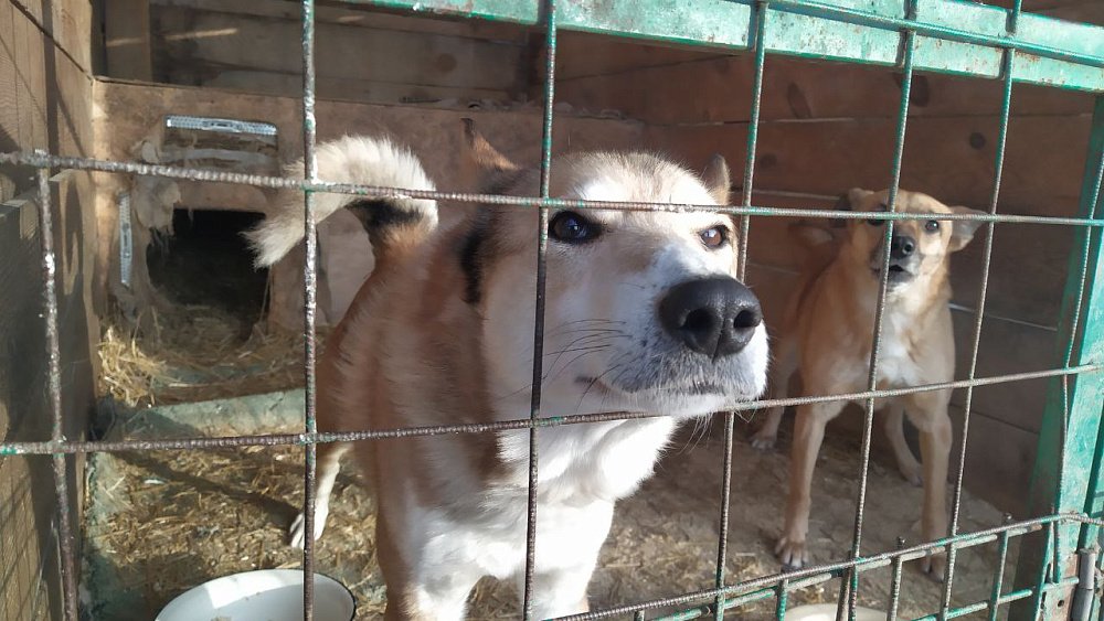 В России ввели штрафы за жестокое обращение с животными и укусы домашних питомцев