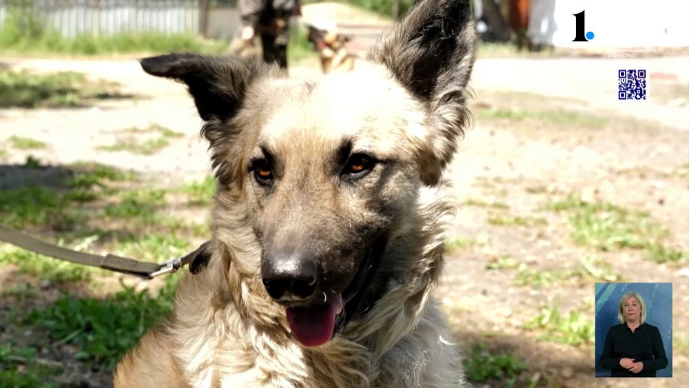 В Челябинске состоялся парад собак