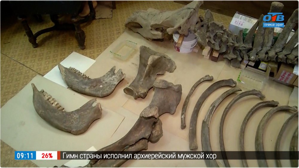 Останки шерстистого носорога в «Прямом включении»