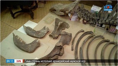 Останки шерстистого носорога в «Прямом включении»