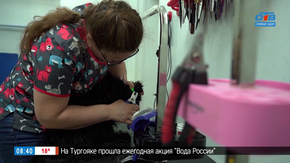 Учимся правильно делать маникюр собакам и кошкам в сюжете «Стрижка когтей у животных»