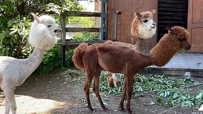 Лысые альпака появились в челябинском зоопарке