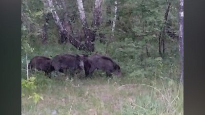Стаю кабанов заметили рядом с детским лагерем в Озерске
