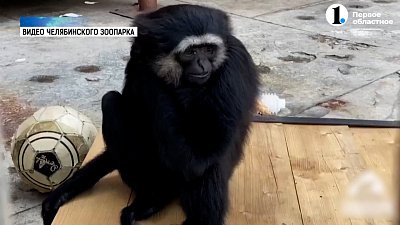 Гиббоны увлеклись популярной человеческой игрой