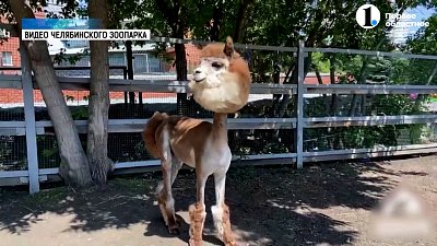 Две альпака получили новые прически