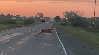 Косулю запечатлели автомобилисты под Копейском