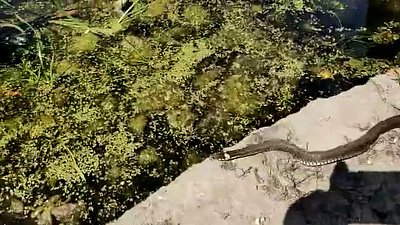 Змея забралась в один из магазинов в Челябинске