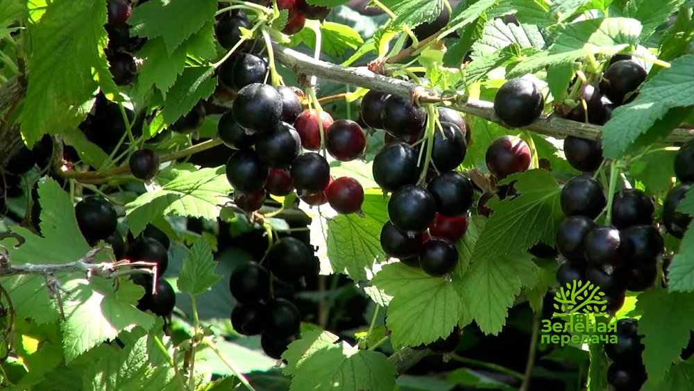 Как подкармливать цитрусовые растения — «Зеленая передача»