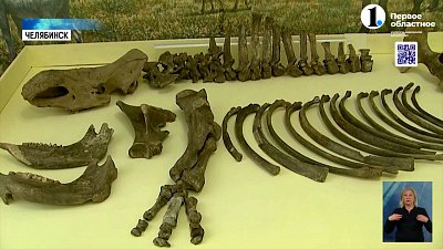 В центре историко-культурного наследия покажут кости носорога