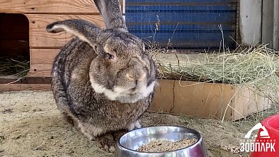 Громадная пара кроликов обитает в челябинском зоопарке