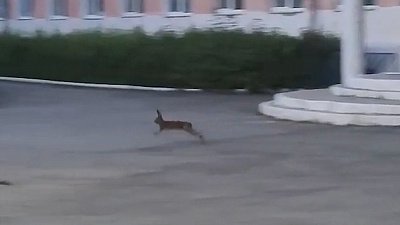 В Снежинске очевидцам удалось снять на видео зайца на школьном дворе