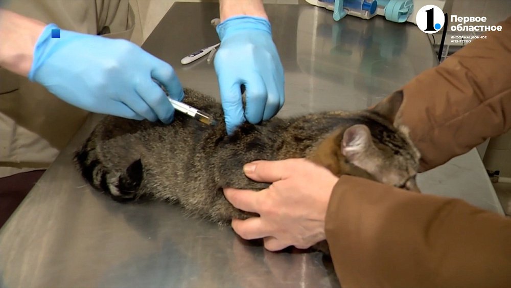 Конские пошлины на жизнь собачью