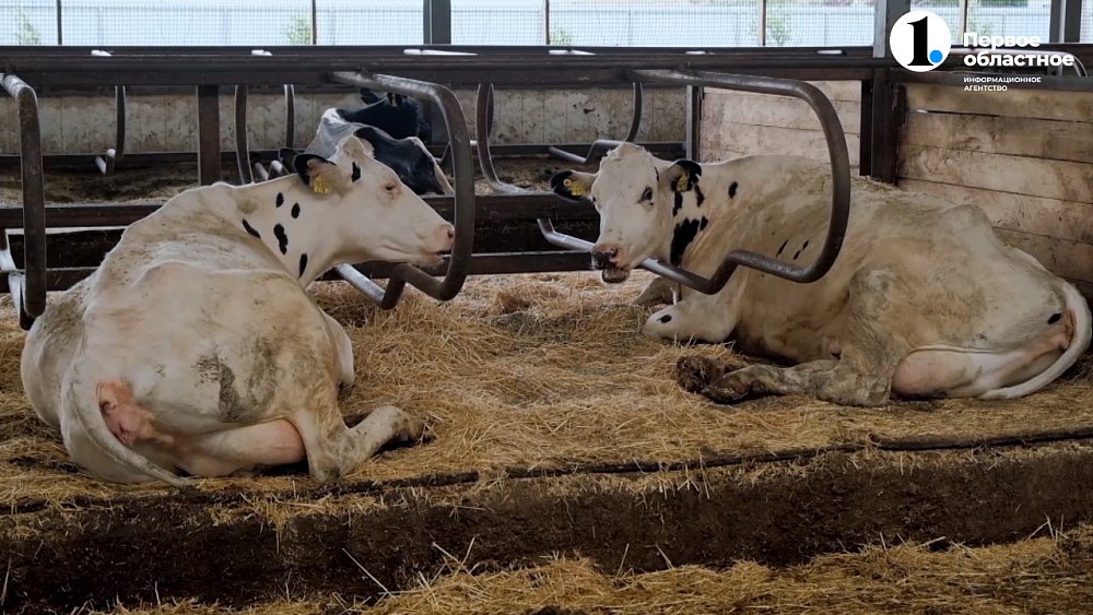 От поля до прилавка: история литра «Подовинновского молока»