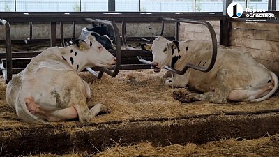 От поля до прилавка: история литра «Подовинновского молока»