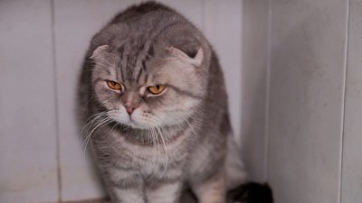 Котики и собачки останутся без лекарств?