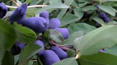 Польза и вред жимолости: рассказывает нутрициолог