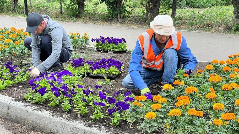 В Магнитогорске из‑за жары погибла треть цветочных клумб