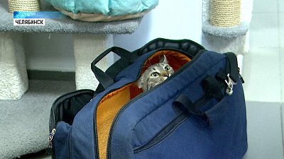 Подготавливаем котиков к безопасной поездке на дачу