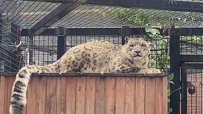 Снежные барсы из зоопарка радуют жителей Челябинска в пасмурный день