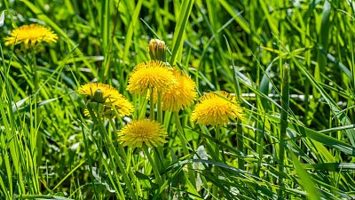 Одуванчики можно использовать в реабилитации после инсульта