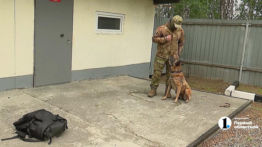  В Челябинске воспитывают собак, ищущих мины и взрывчатку в зоне СВО