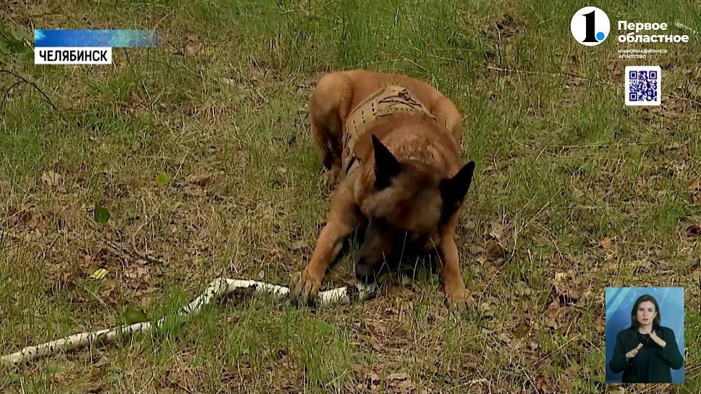 Как собак учат искать бомбы