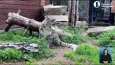 Снежные Барсы не выспались перед «работой»