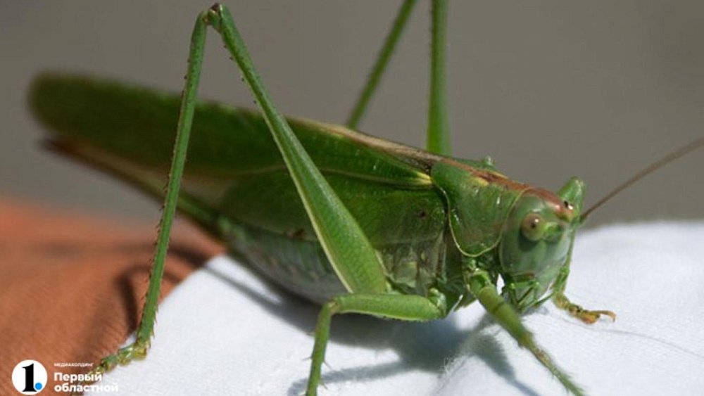 Поля Челябинской области раньше обычного заселили насекомые-вредители