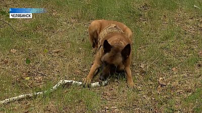 В Челябинске отметили День кинолога