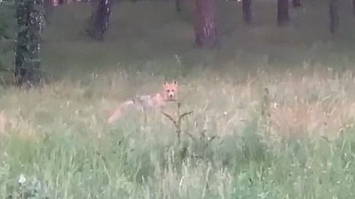 В парке Гагарина в Челябинске заметили лисичку