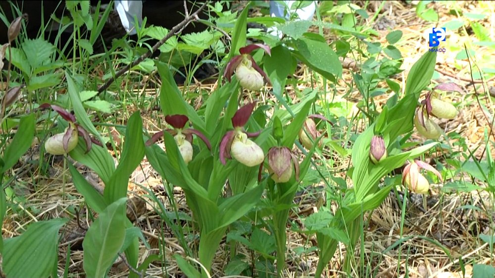 Хамитовские болота высыхают