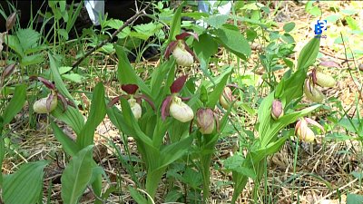 Хамитовские болота высыхают