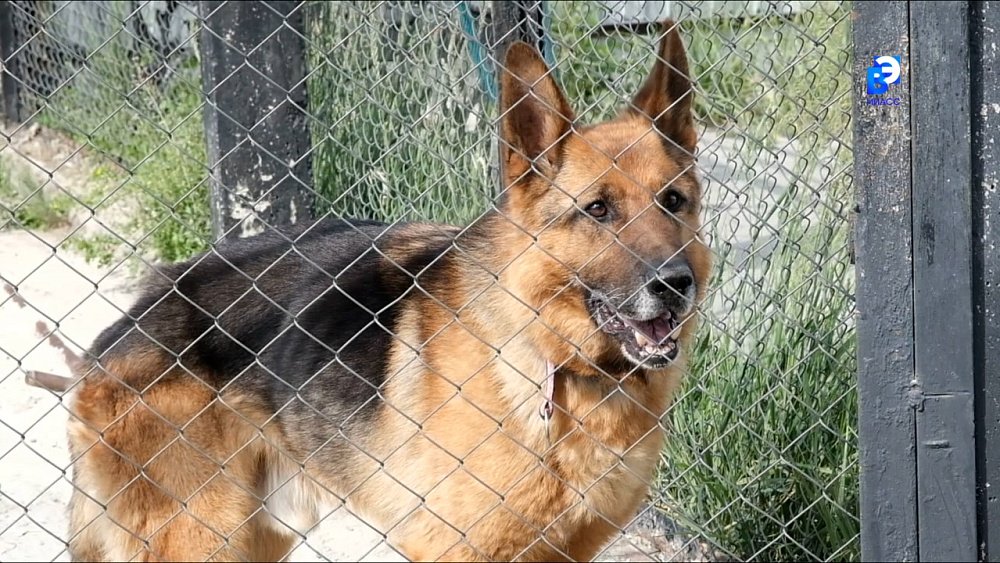 Дай лапу, друг, и будет всё в порядке