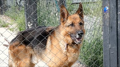 Дай лапу, друг, и будет всё в порядке