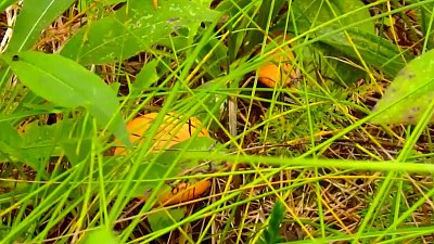 Не опасны ли ранние грибы и какие из них уже можно найти в лесах Челябинской области?