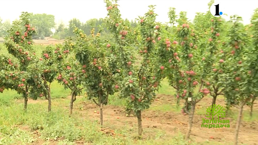 Правила формировки колонновидных яблонь в условиях Урала