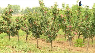 Правила формировки колонновидных яблонь в условиях Урала