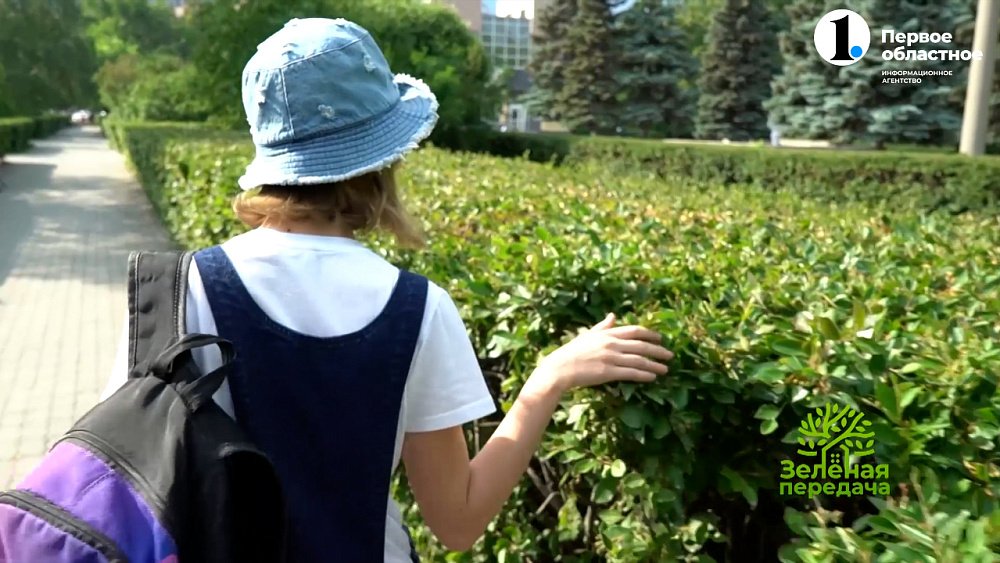 Живая изгородь — отличное решение для любого сада