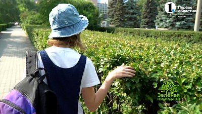 Живая изгородь — отличное решение для любого сада