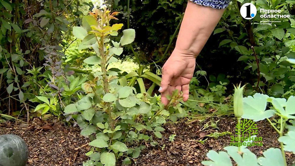 Не спешите брать в руки лопату!