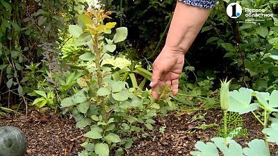 Не спешите брать в руки лопату!